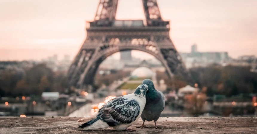 Two doves in front of the Eiffel tower