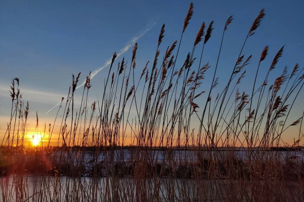 Sunrise through high grass and a frozen canal behind it.