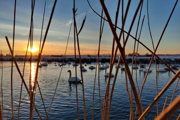 A picture of swans in the water with a sunrise in the back