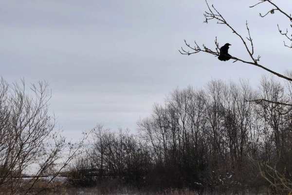 A crow in a tree with some snow in high grass and bushes