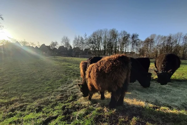 Image of Scottish Highlanders in Alphen aan den Rijn