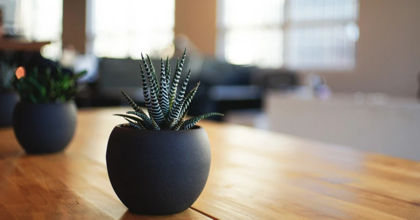 Plant on a table