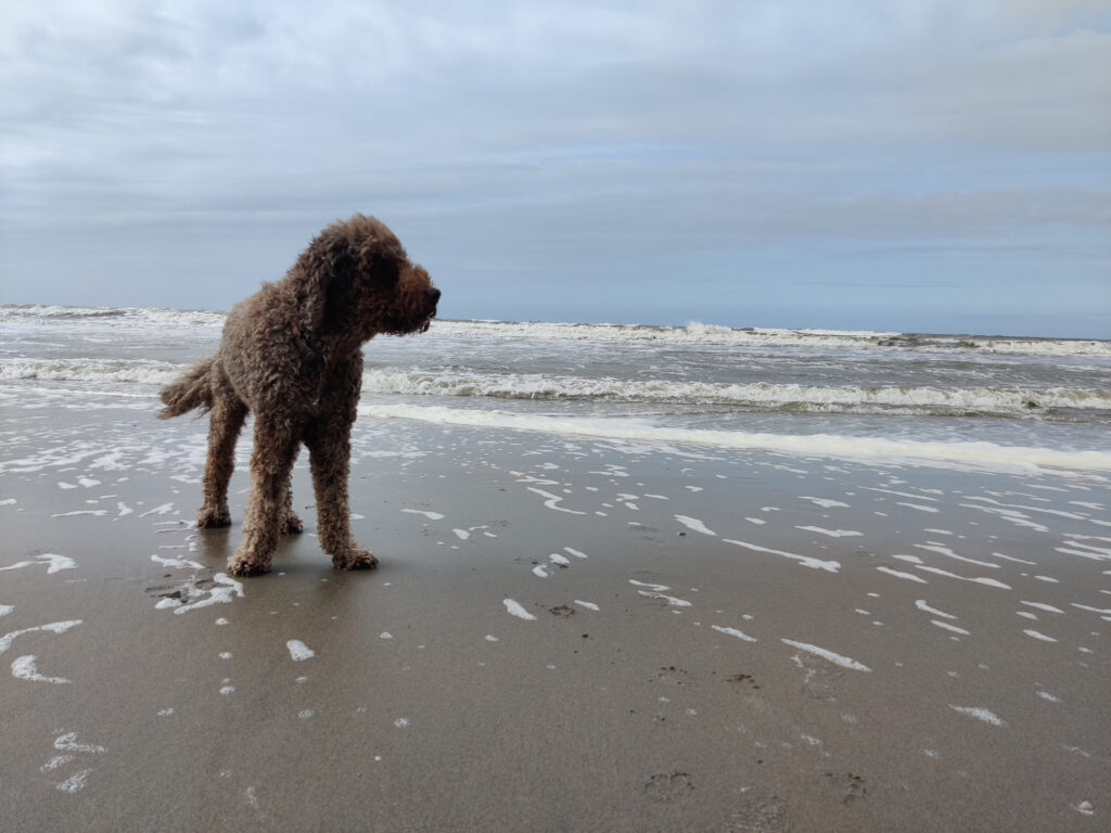 Grover on the beach, looking at the sea